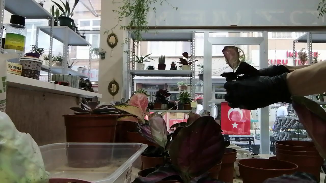 Kalathea bitkisi-dua çiçeği  toprak değişimi, bakımı, sulaması hakkında tüm bilgileri bu videoda.