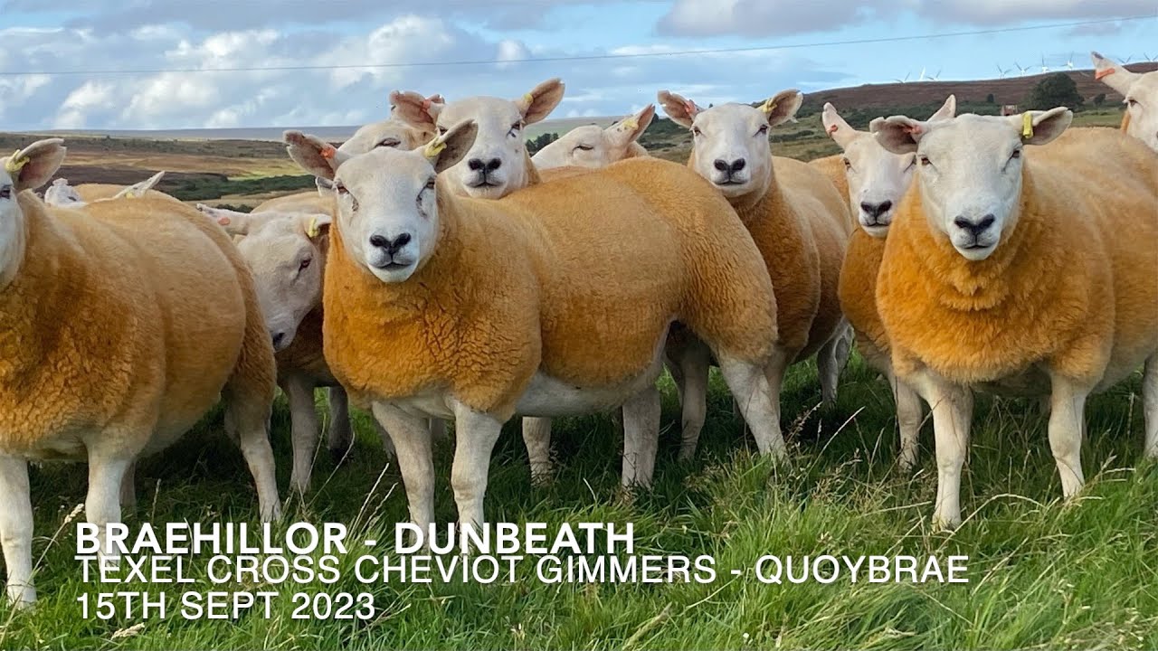 Texel Gimmers 2023 b