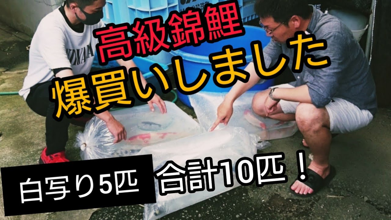 【大好きな白写り爆買い】高級な錦鯉を買いました！　野池飼育　自宅池　大型水槽　#錦鯉　濾過槽　当歳　#nisikigoi　ปลาคราฟ　#diy