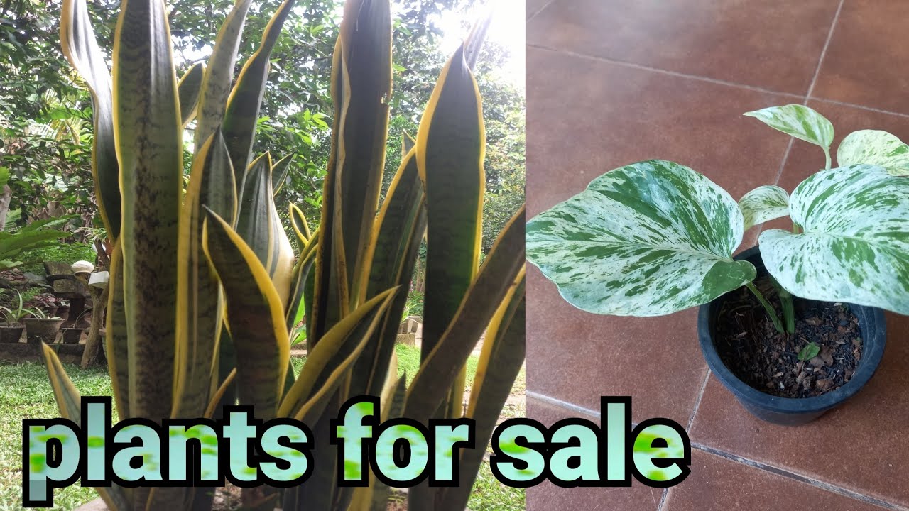 Plants for sale 02 . පිලෝ, කැලතියා, සෙන්සවේරියා 0765689018