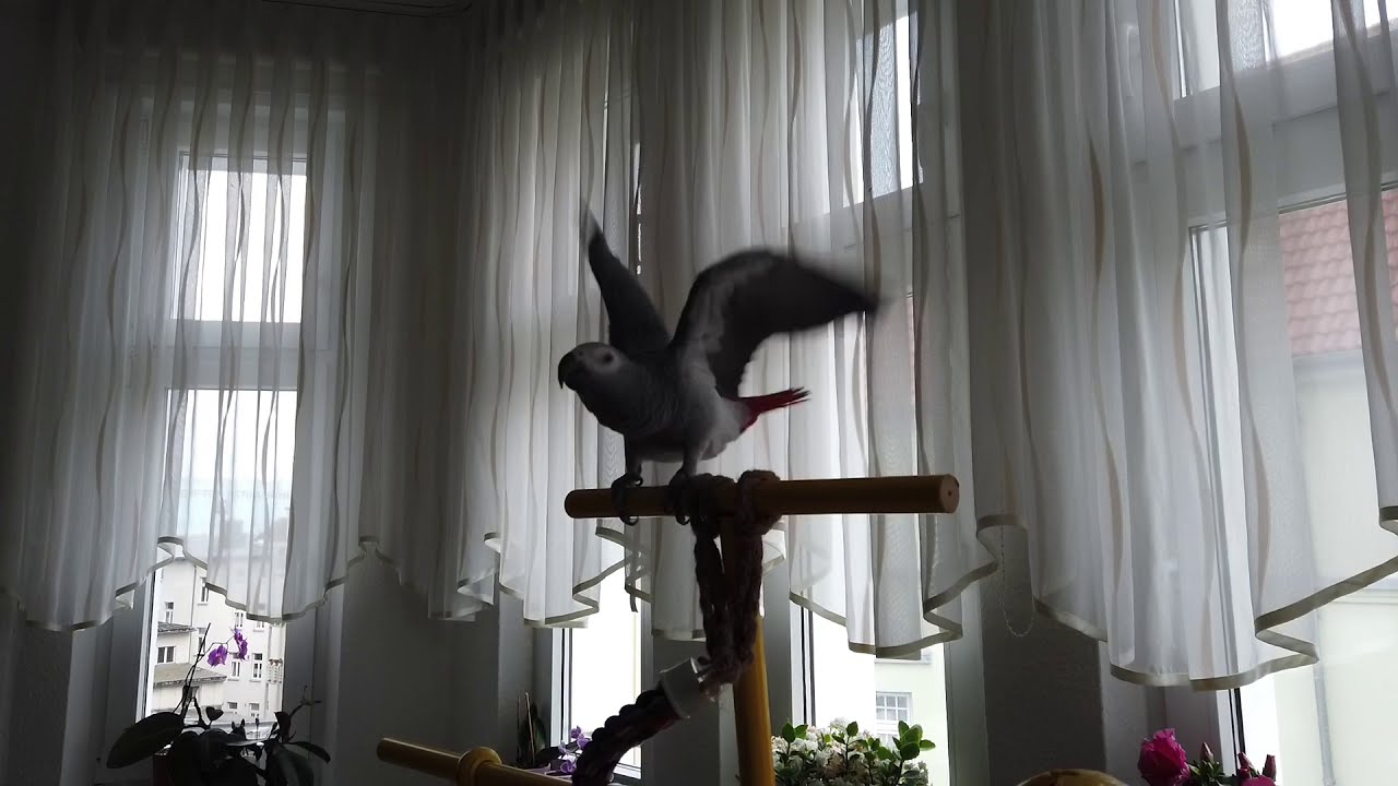 Graupapagei Fluggeschirr Training  (Aviator)* Die ersten Schritte *
