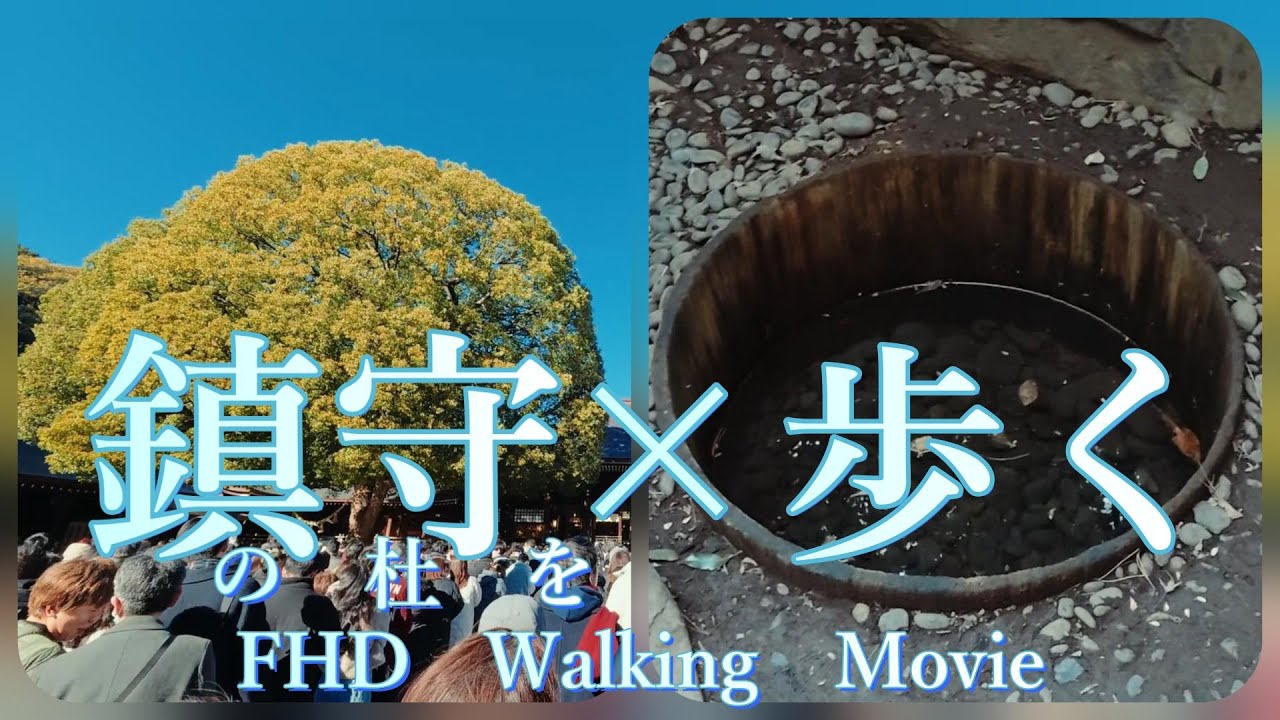 【30分】FHD | 明治神宮　鎮守の森を歩く #寝かしつけ用 #勉強用 #チラ見用 #明治神宮 #walking  #meizizinnguu
