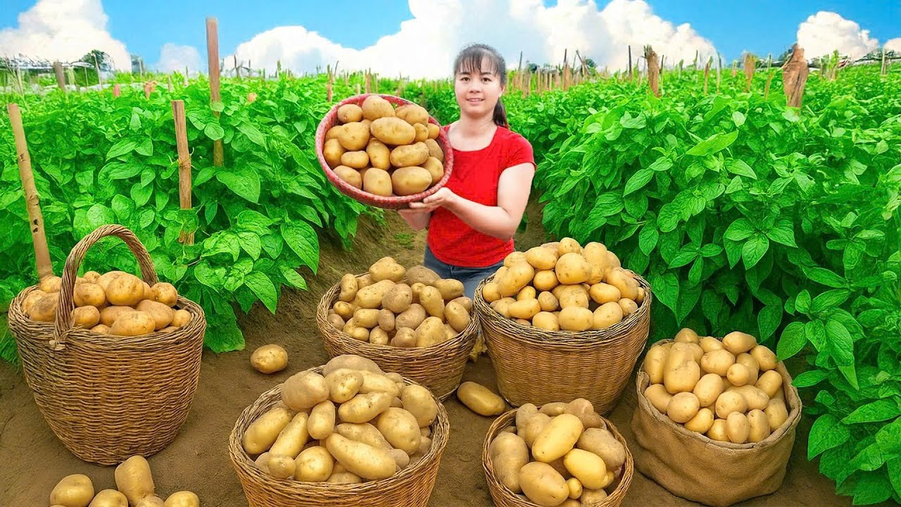 Harvesting 1000kg of Potatoes & Selling at Countryside Market - Bushcraft Farm Life