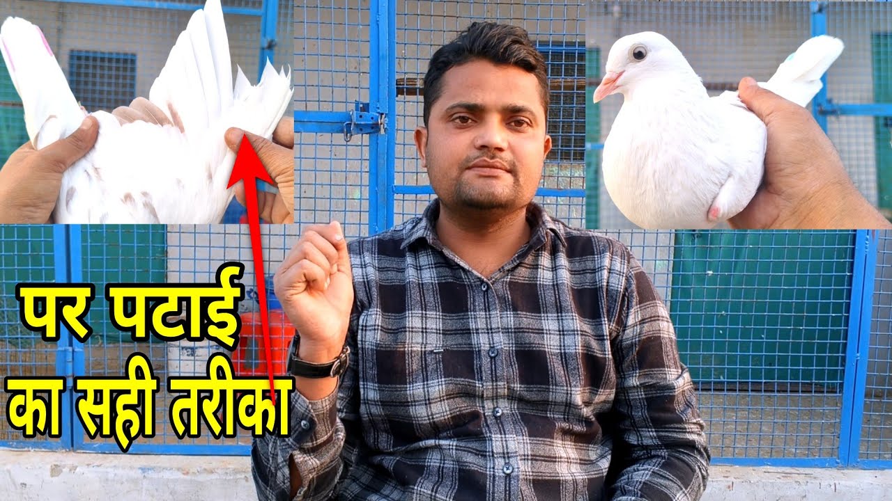 बाज़ी वाले कबूतरों की पर पटाई कैसे करें। 