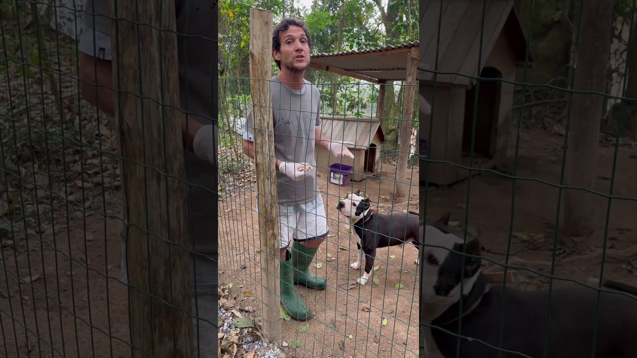 um dos pitbulls dos ataques ser&aacute; castrado. n&atilde;o estimulem o com&eacute;rcio de vidas. ADO&Ccedil;&Atilde;O como 1&ordf; op&ccedil;&atilde;o