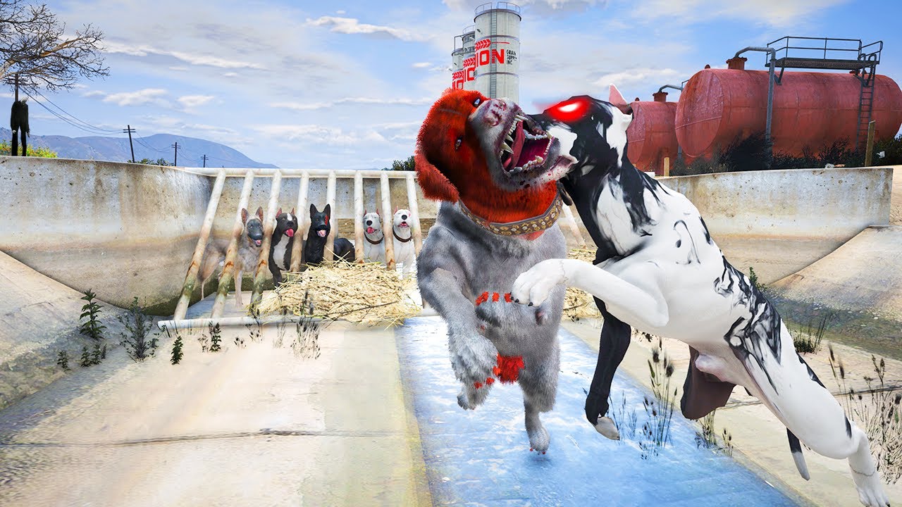 PİTBULL VENOM YENİ EĞİTİMLERİYLE GERİ DÖNDÜ! İBLİS'İN İŞİNİ BİTİRDİ! - GTA 5