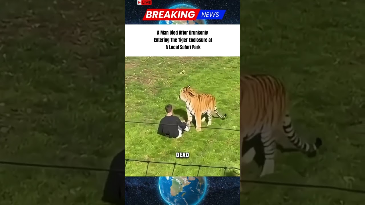 A man Died After Drunkenly Entering The Tiger Enclosure at A local park