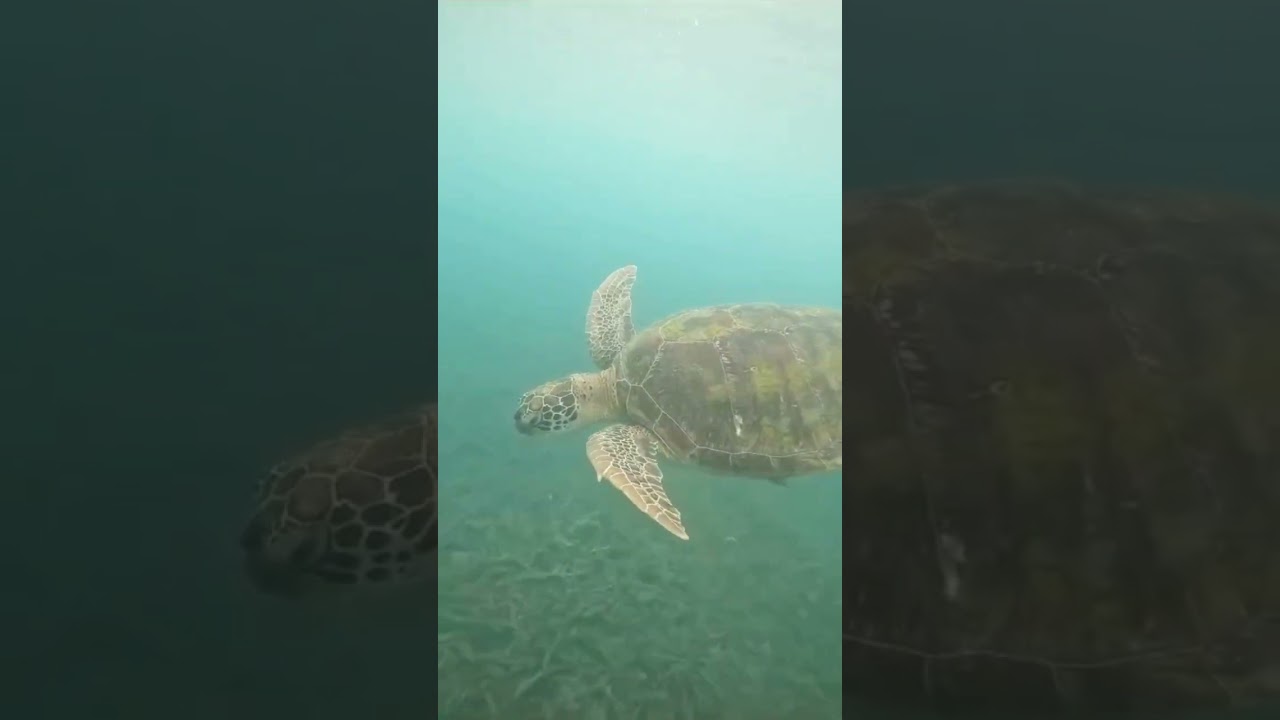 Giant turtle up close Seminyak Bali Indonesia 🇮🇩 #turtle #indonesia #bali