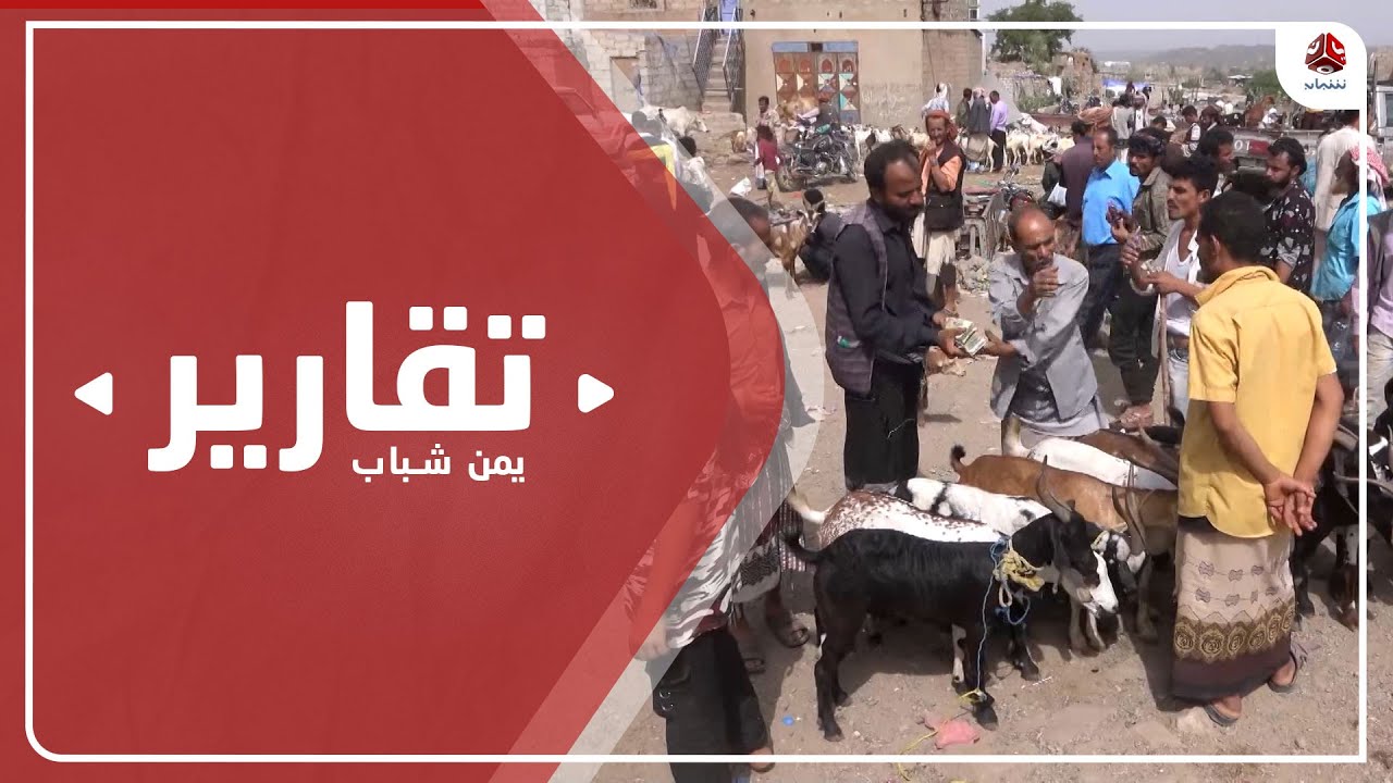 الضالع.. أضاحي العيد لمن استطاع إليها سبيلا