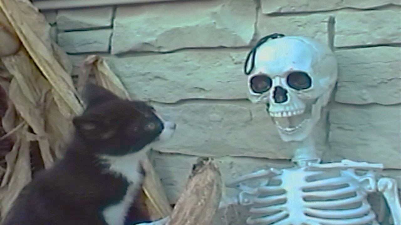 What Halloween felt like