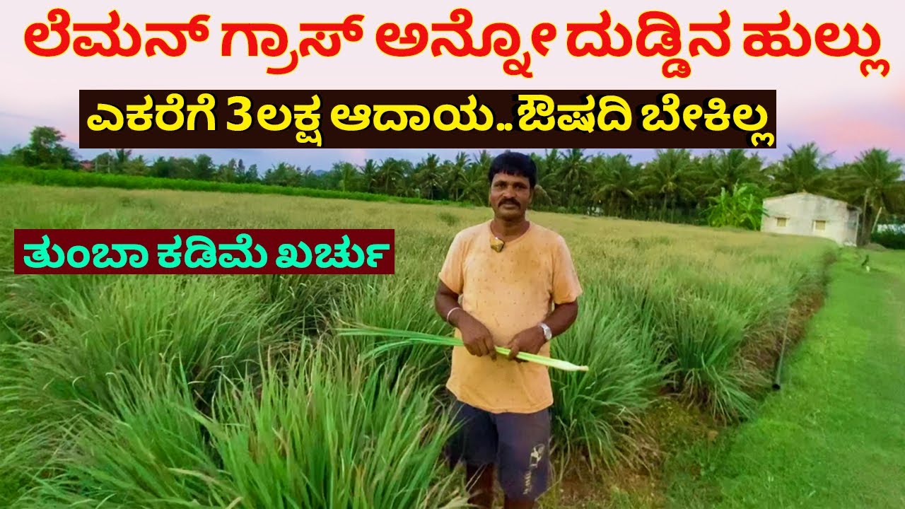 ಸೂಪರ್ ಆದಾಯ ಲೆಮನ್ ಗ್ರಾಸ್ ಅನ್ನೋ ದುಡ್ಡಿನ ಹುಲ್ಲು | Lemon Grass Farming in Karnataka | krushi Kannad