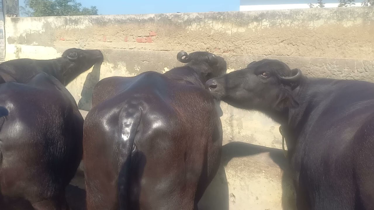 ABC murrah buffalo bariding farm haryana 