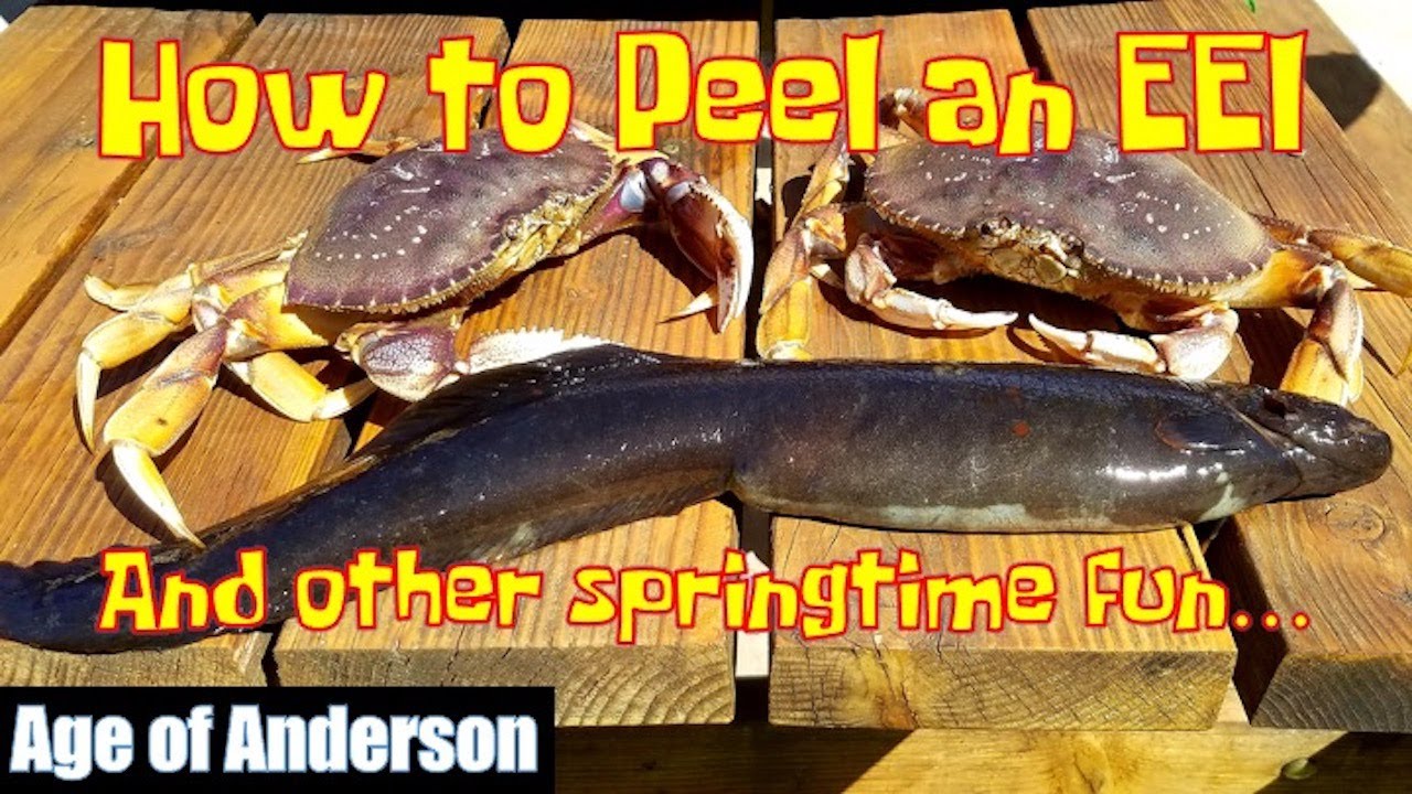 Spring Fling: Monkey-faced Eel Catch and Cook