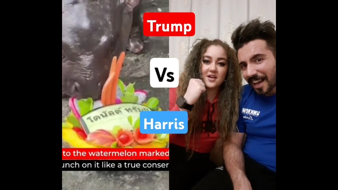 #React to Viral Thai hippo Moo Deng predicts victory for Donald Trump ahead of 2024 US election