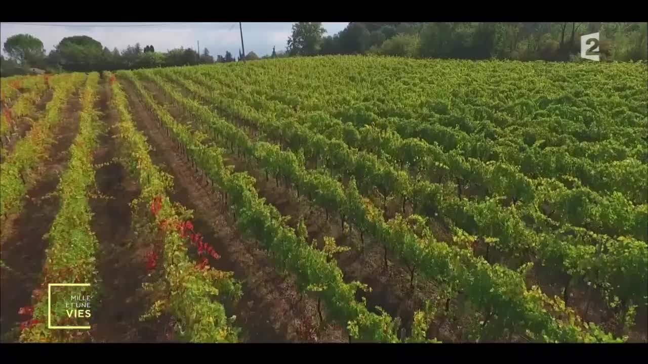 Une bande de copains viticulteurs - Orgamic