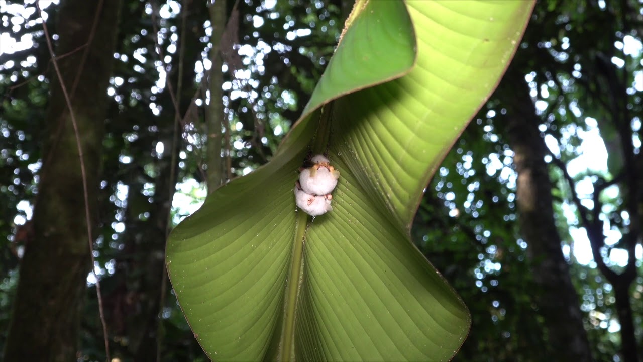 The Rare White Tent Bat
