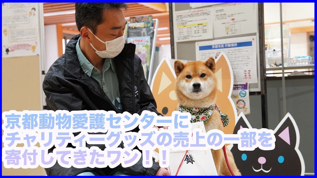 チャリティーグッズ売上を寄付してきたワン！京都動物愛護センターに訪問！嵐山の柴犬ジェームス！～Shiba inu james by kyoto～