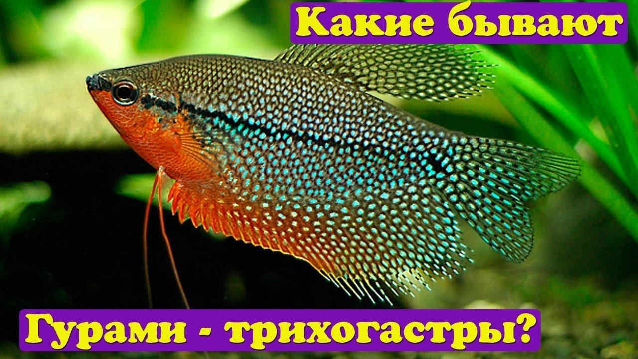 Какие бывают гурами - трихогастры?