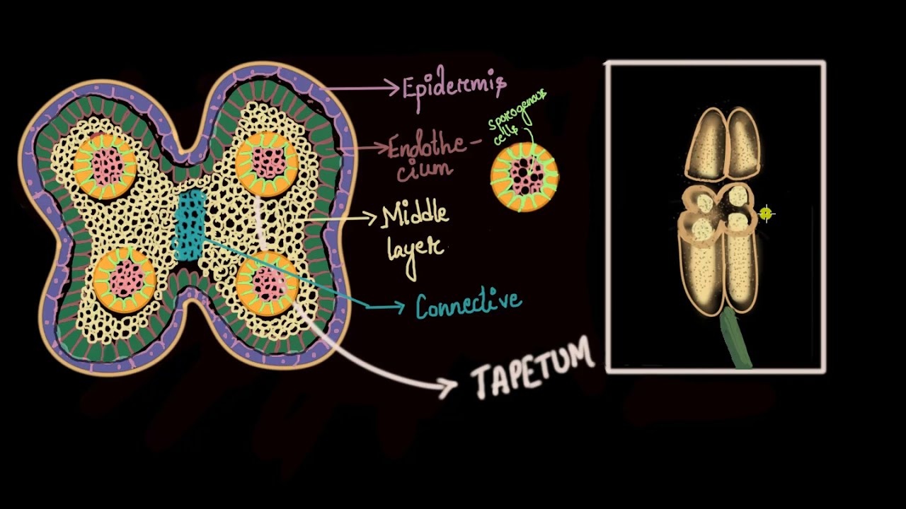 Pollen formation | Sexual reproduction in flowering plants | Biology | Khan Academy