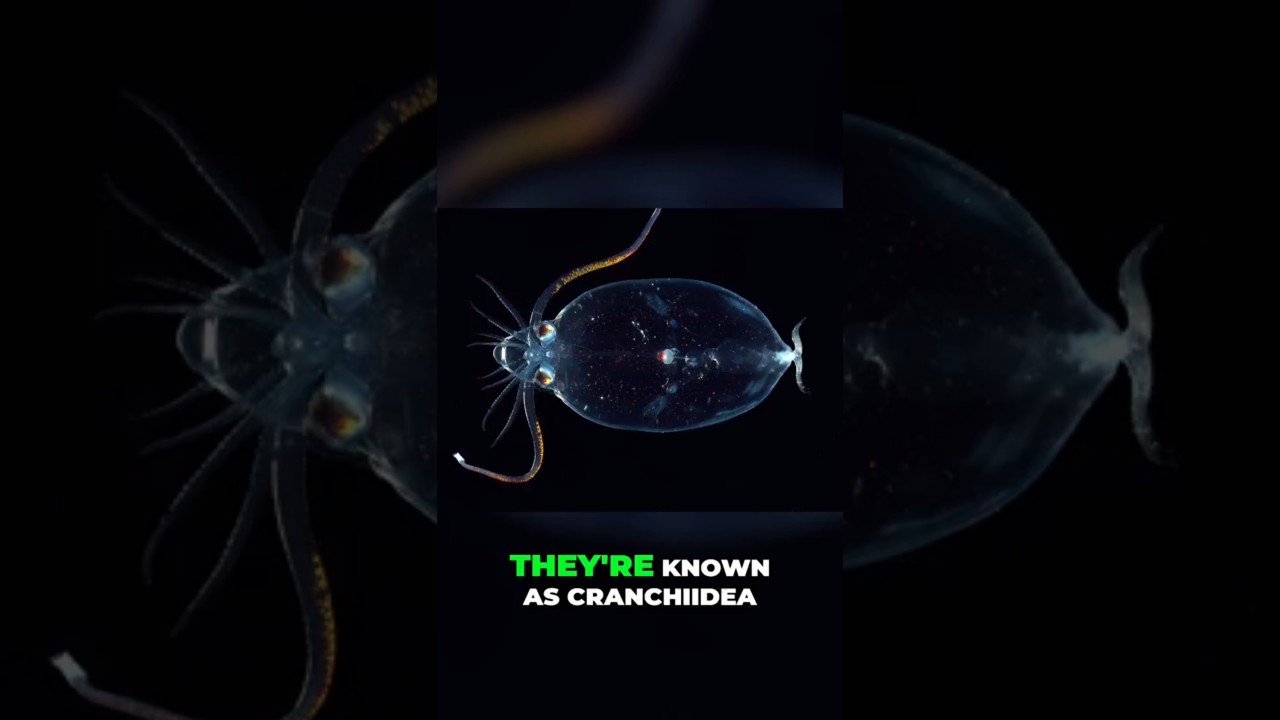 Glass Squid - Masters of Deep Sea Camouflage REVEALED! #biology