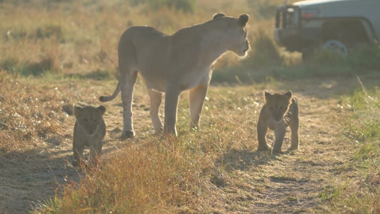 Rongai pride two little lion cubs are having an adventure in a beautiful morning (Masai Mara) 4K HDR