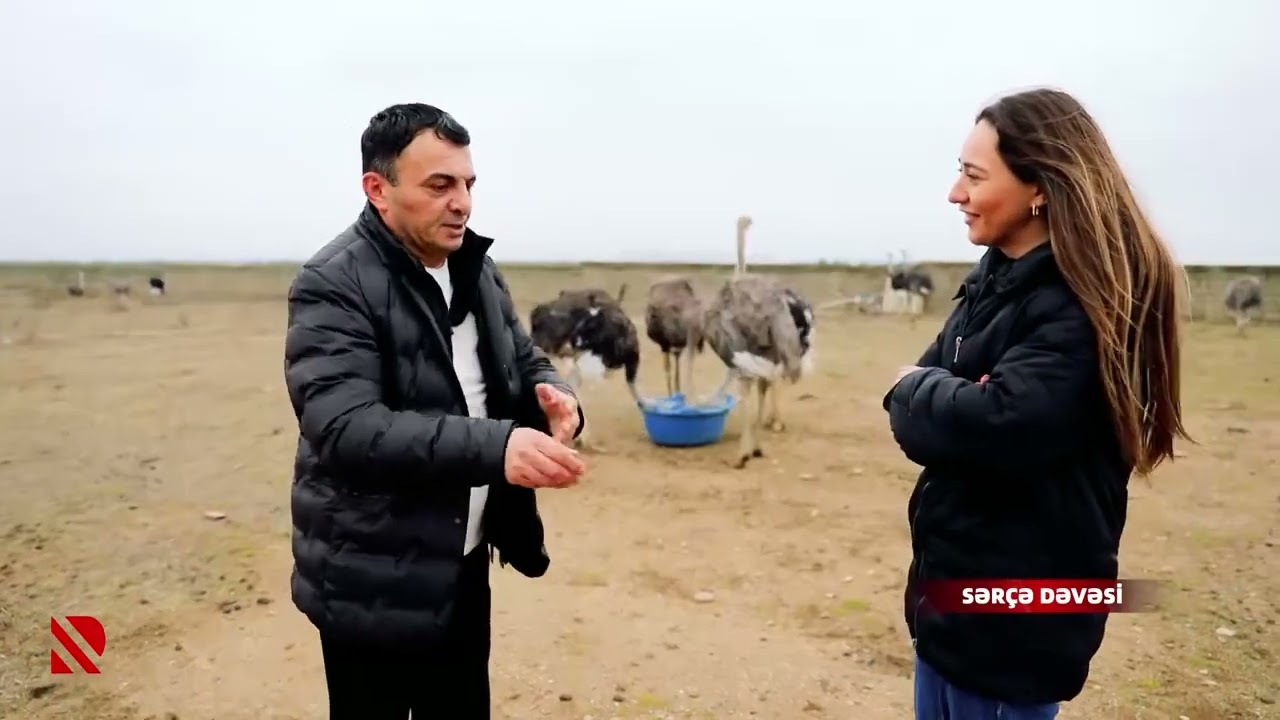 Müəllif | Real TV | 17.01.2026