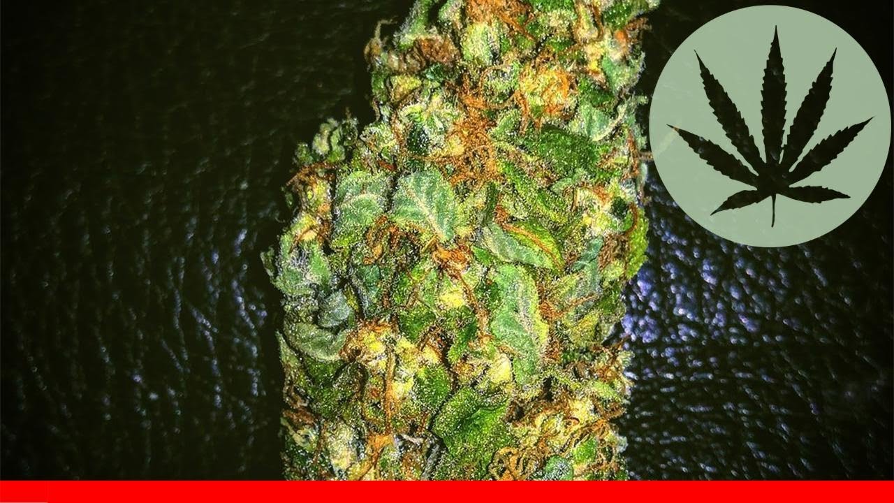 White Widow - All About This Strain