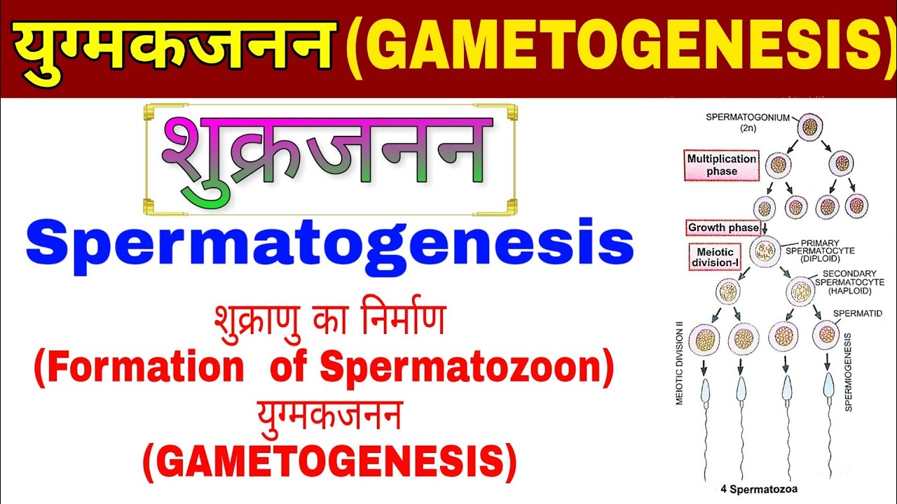 Spermatogenesis(शुक्रजनन), शुक्राणु का निर्माण(Formation of Spermatozoon), युग्मकजनन (GAMETOGENESIS)
