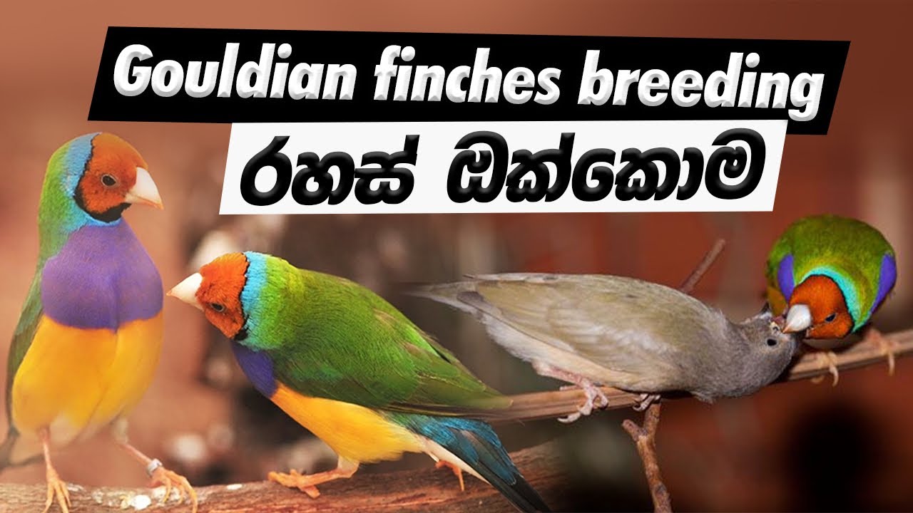 How to Successfully Breed Gouldian Finches | Expert Tips from a Pro Breeder 🐦✨ | Step-by-Step Guide