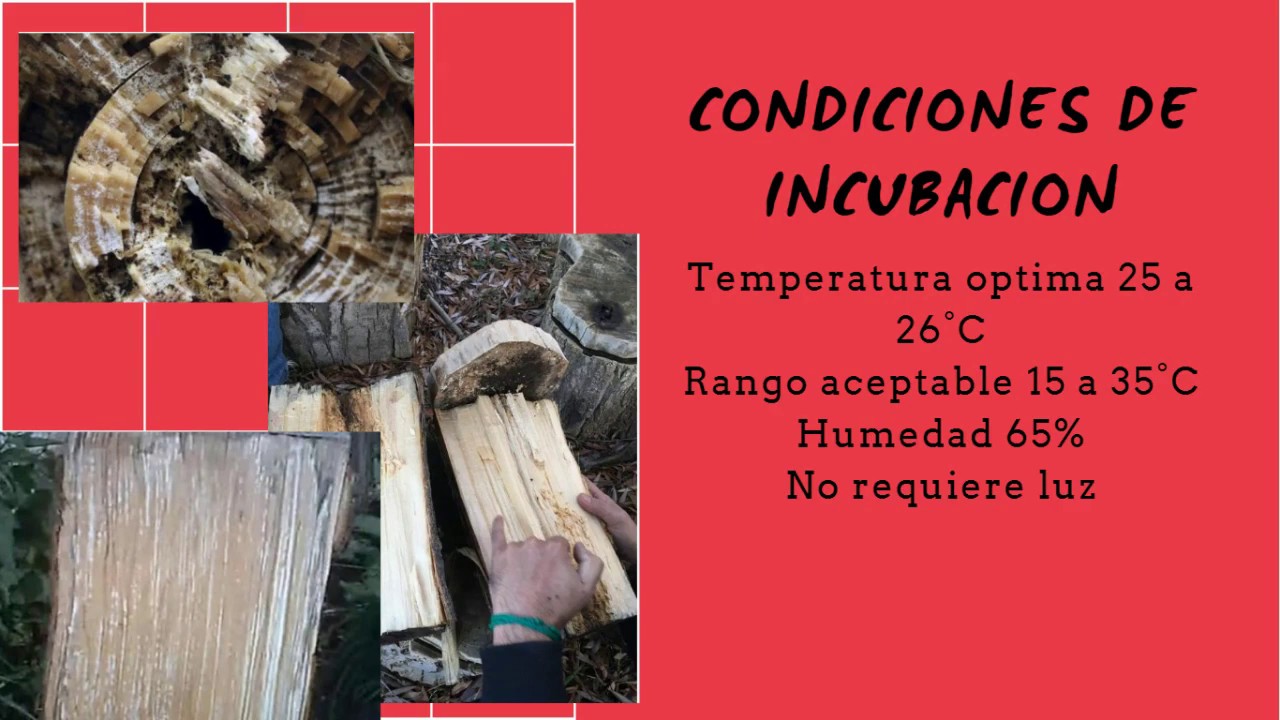 Producción de hongos comestibles sobre troncos: módulo 3