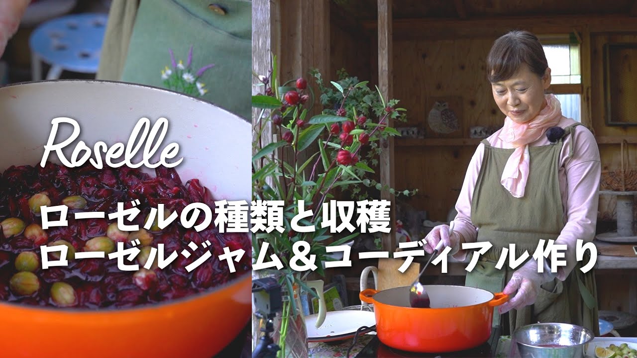 ローゼルの種類と収穫～ローゼルコーディアル＆ローゼルジャムづくり