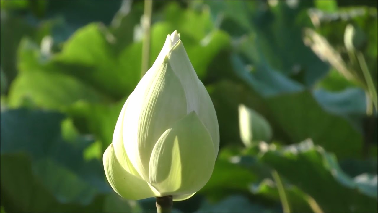 滿願寺 梵唄 青蓮華滿願池 20200617