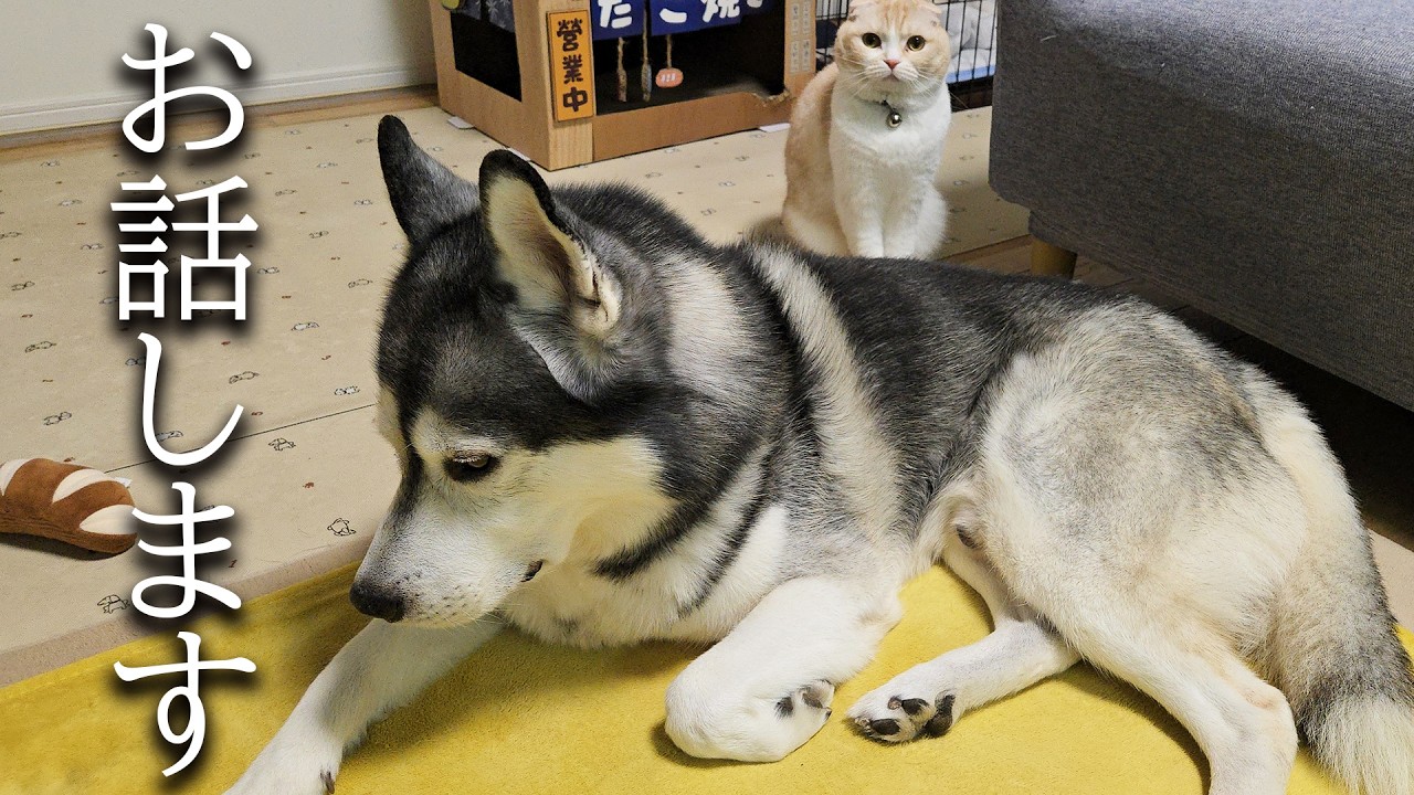 大変なことがおこりました...