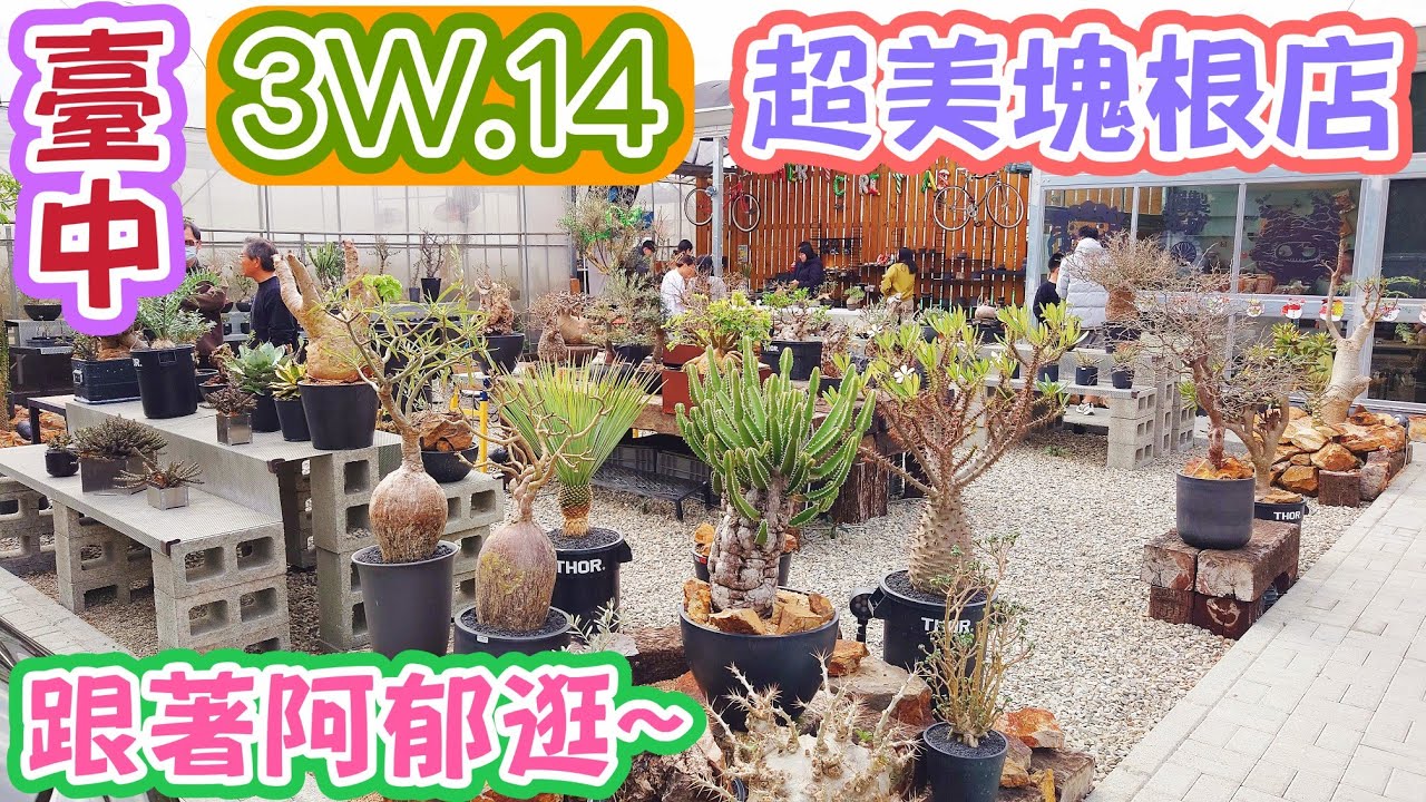 ［跟著阿郁逛］臺中超美塊根店#塊根#塊根植物#龍舌蘭#多肉植物#多肉#盆景#盆栽#沙漠玫瑰#花園#植物#植物燈#生活#有趣#開箱#療癒#鹿角蕨#觀葉植物#花市#園藝#田尾#教學#花#栽培#秘訣#日常