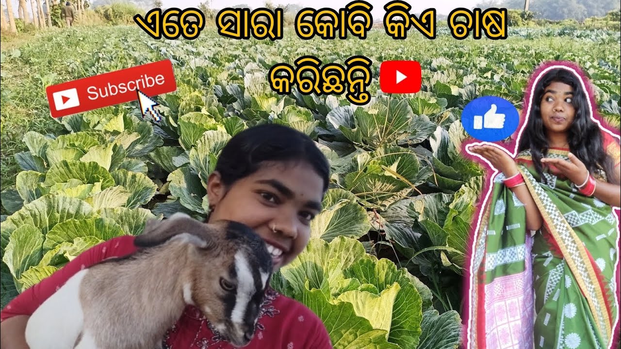 Ate sara kabi kia chasha karichhi asha dekhiba#odia #gaan #keonjhar #jhio #vlogs #youtube #vlogs😍🥰🥰😘