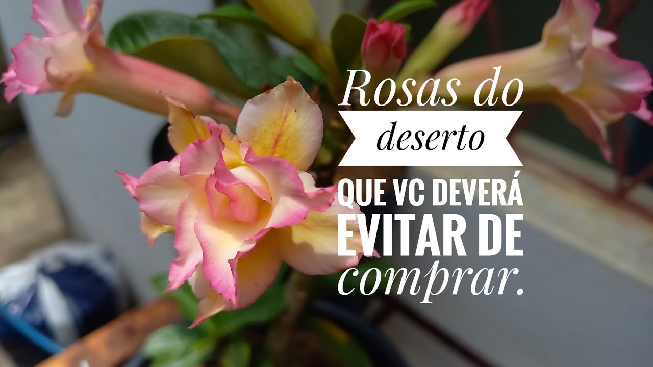 Rosas do deserto que vc deverá evitar de comprar.