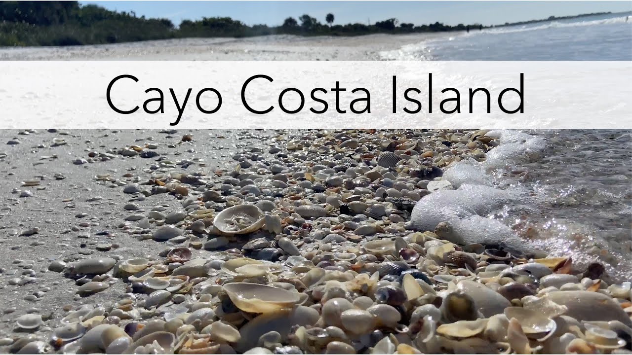 Looking for sea shells at low tide on a Florida Island.