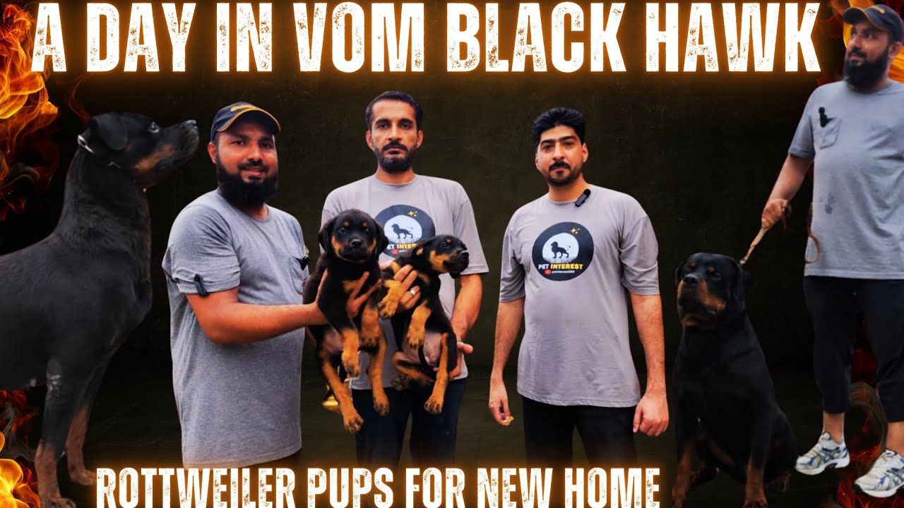 A Day in Vom Black Hawk Lahore || Rottweiler Kennel in Pakistan || Rottweiler Pups For New home ||