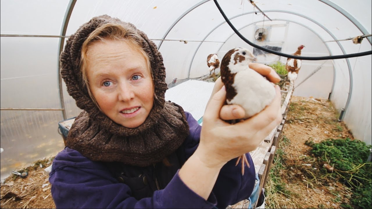 Quail Sanctuary In A Greenhouse