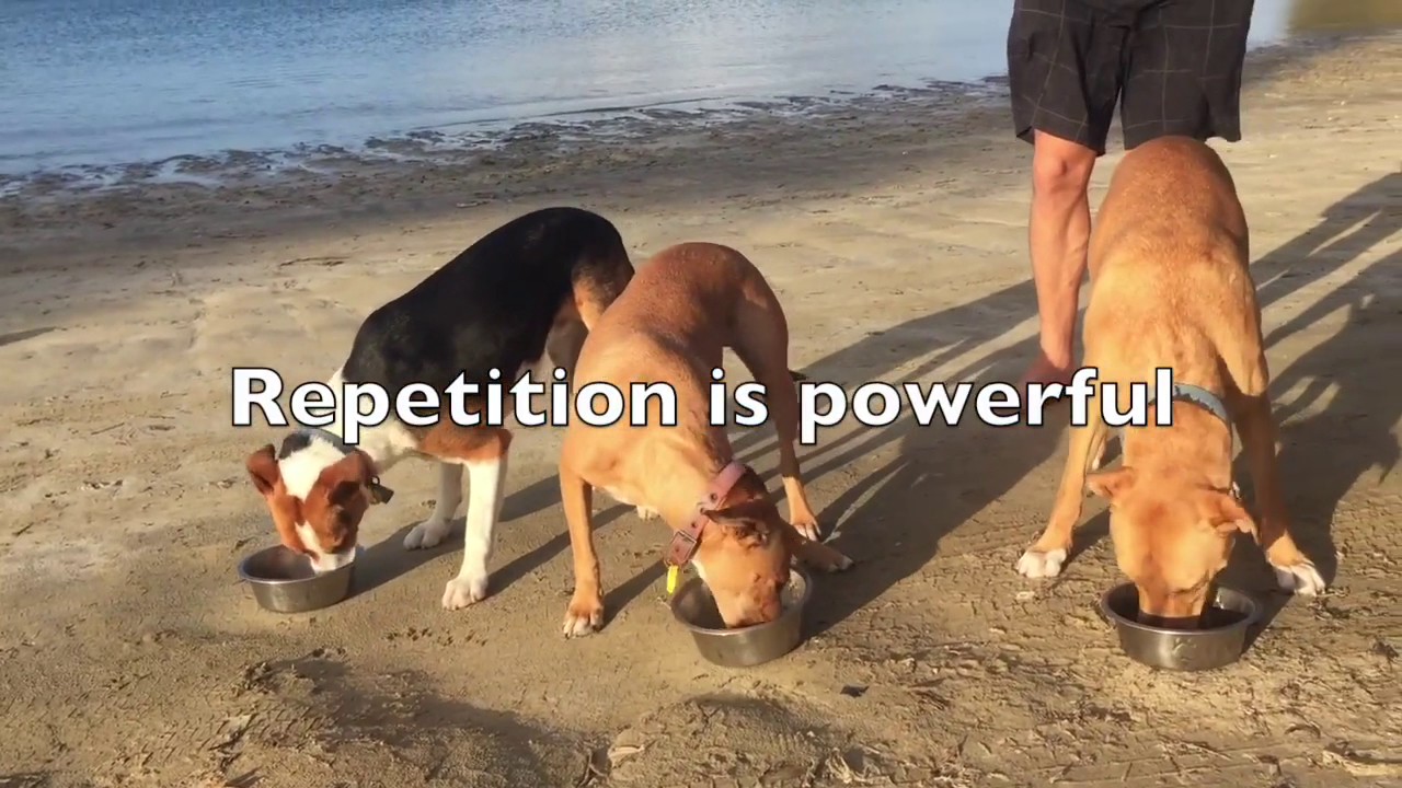 5 Day Course Dog And Puppy Training  - Day 5   Holiday Training