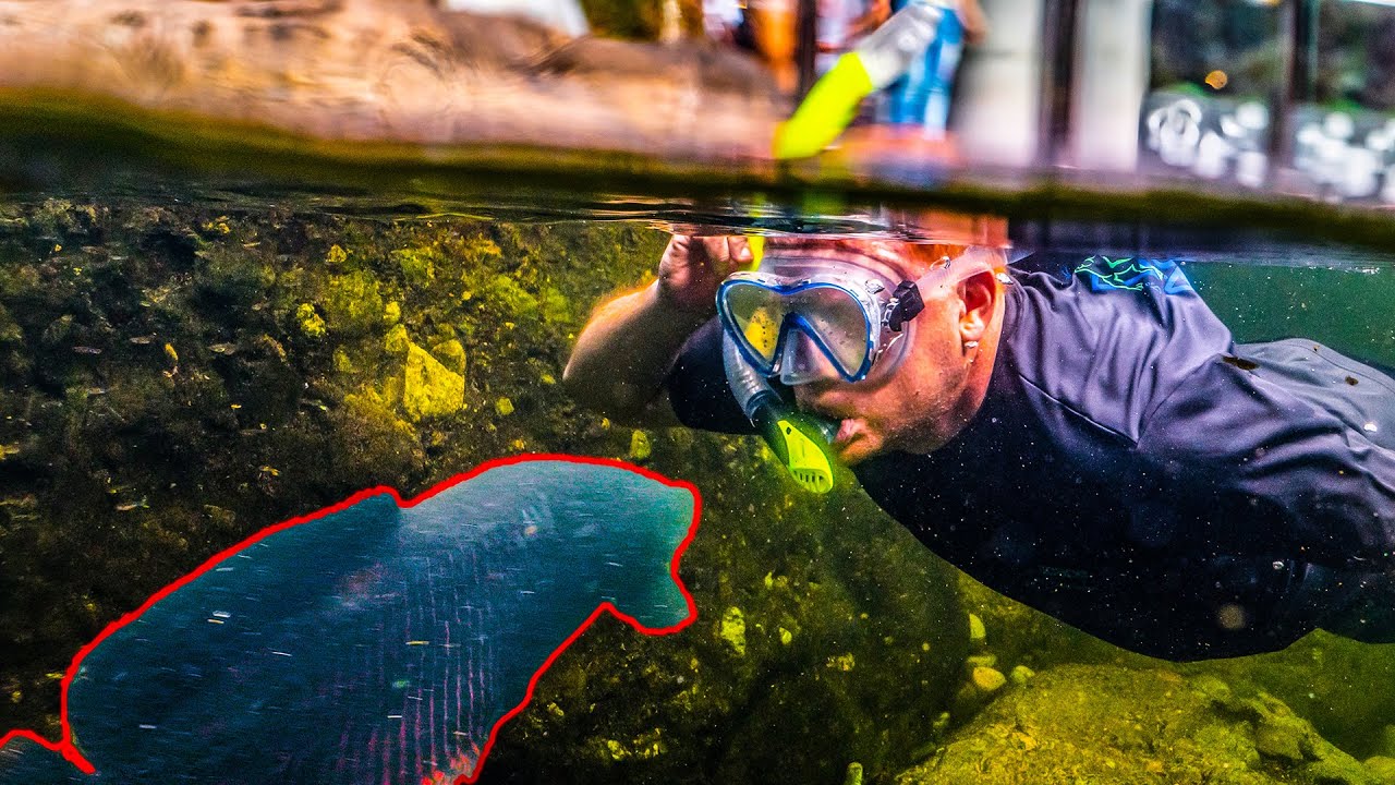 Swimming with ARAPAIMA! Recreation Pond in COLOMBIA
