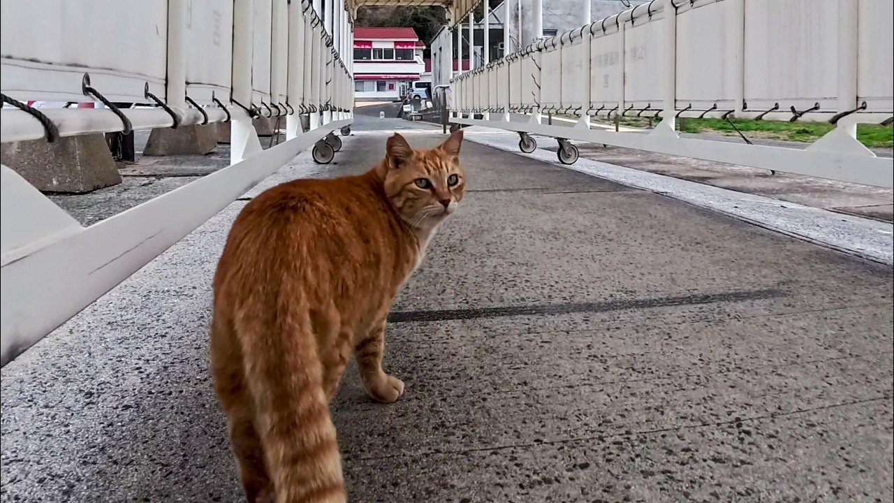 切符売り場前の猫集会へ…ゆっくり向かう茶トラ猫ちゃんが可愛すぎた