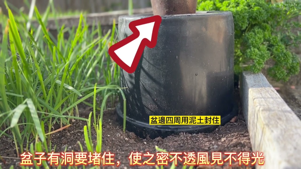變 變 變！ 韭菜變韭黃，簡單種植、變身為寶