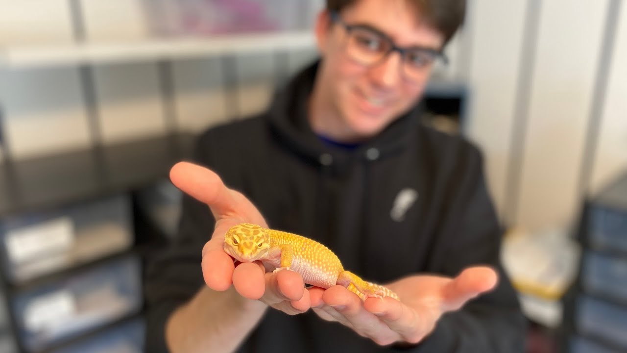 Leopard Gecko Breeding Season is Finally Here!