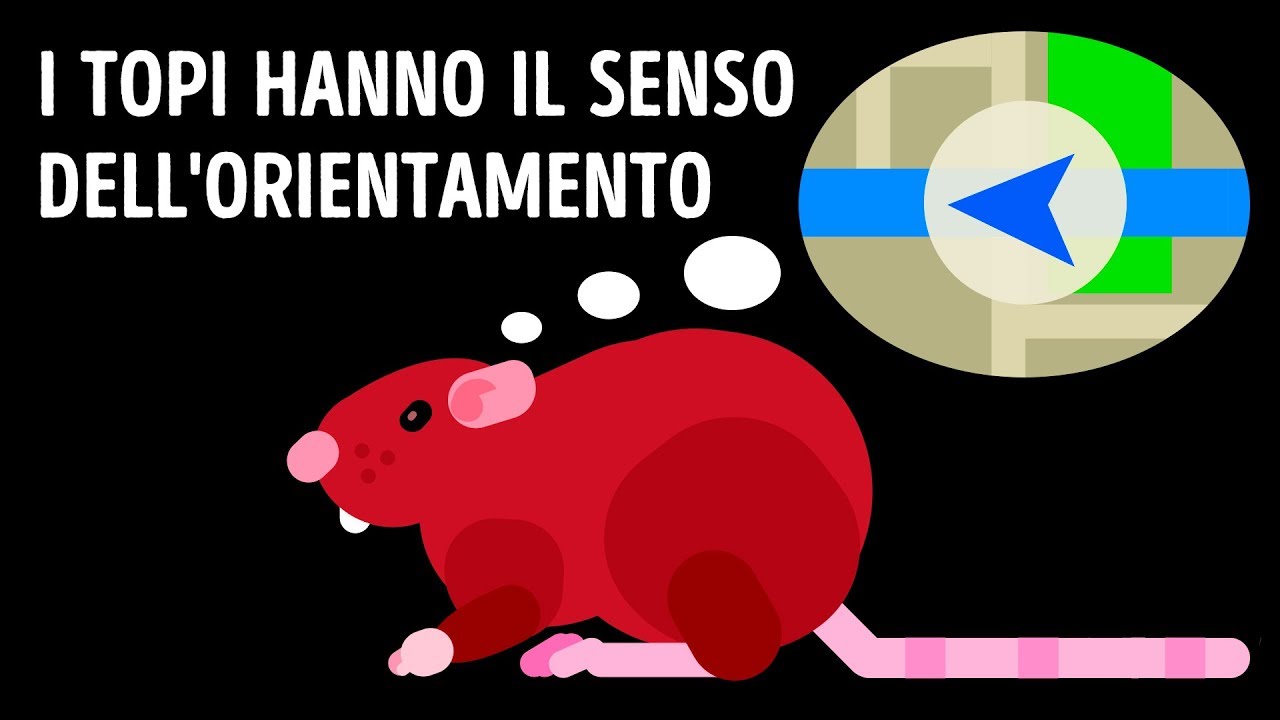 Cosa Fare Se Ti Trovi Un Ratto In Casa
