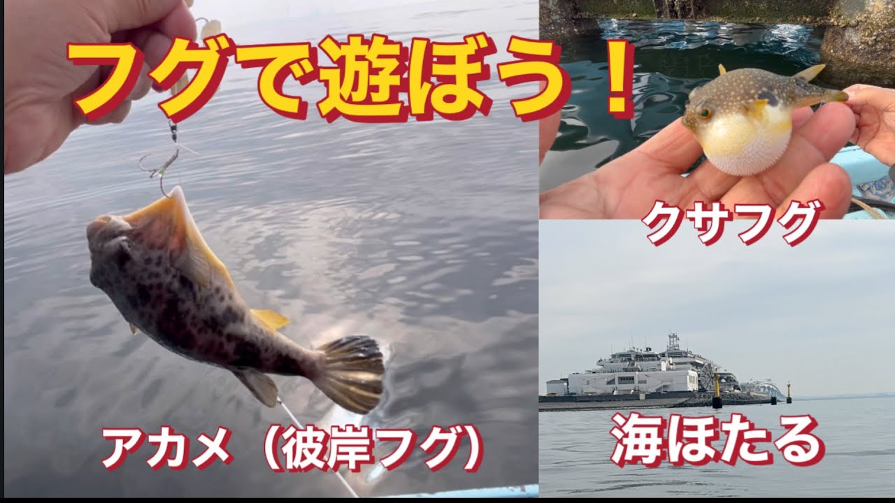 【フグで遊ぼう！】EP.238#フグ釣り #彼岸フグ#クサフグ#海ほたる#船釣り 