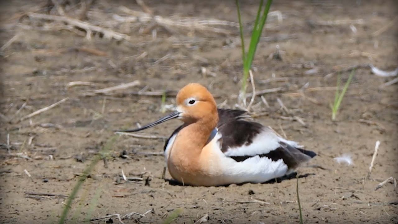 American Avocet (Recurvirostra americana)