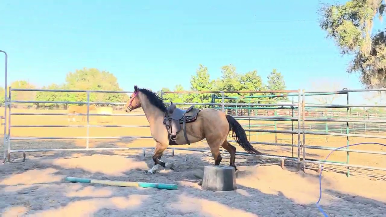 After a bit of body work, buckwheat is much more comfortable. 