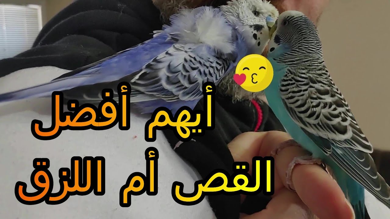 عندما ادرب البادجي🐦, أيهما افضل؟ القص أم اللزق؟