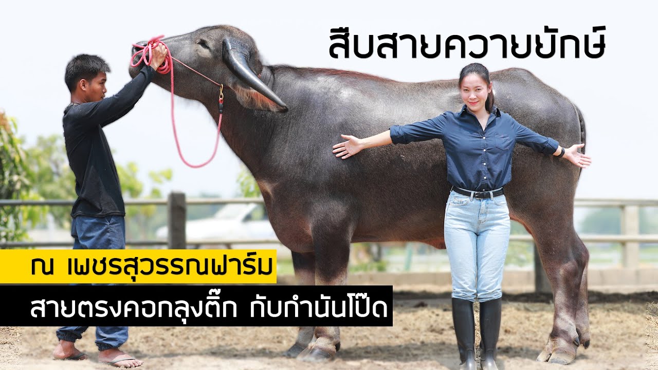 เพชรสุวรรณฟาร์ม สายตรงสะสมควายยักษ์คอกลุงติ๊ก กับกำนันโป๊ด